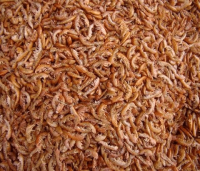 prawns