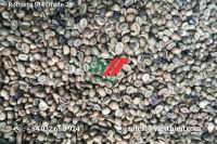 Robusta Green Coffee Beans Coffee- Normal Quality