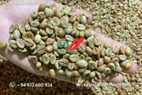 Honey Robusta Green Coffee Beans