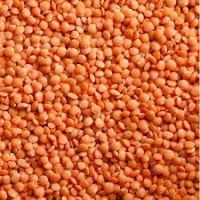 Red Lentils