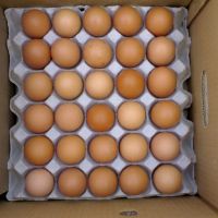 Chicken Eggs