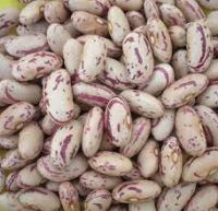 White Kidney Beans