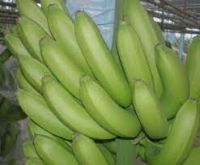 cavendish bananas