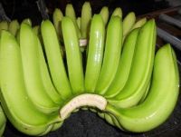 cavendish bananas