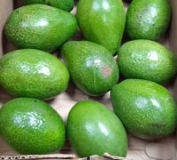 fresh avocados