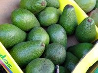 fresh avocados