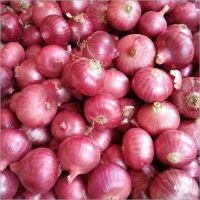  Fresh Red Onions