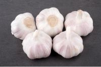 Fresh Garlic