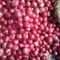  Fresh Red Onions