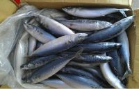 Horse Mackerel