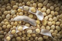 Soybeans 