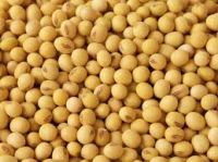 Soybeans 