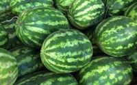 watermelon