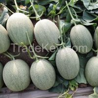 M1125 Cyan Crispy Hybrid Hami Melon Variety