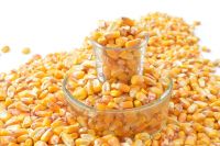 Maize/ Corn