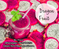 Fresh Dragon Fruit From Vietnam at the good prices