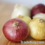 Selling fresh onions