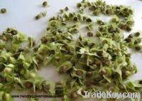 Selling moringa pkm1 seed for sale