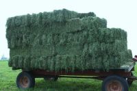 Selling High Quality Animal Feed Alfalfa Hay