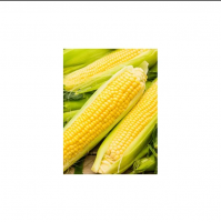 Yellow Corn for S...