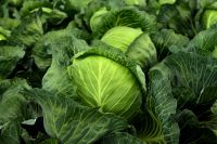 Premium Green Cabbage - Nature's Delight