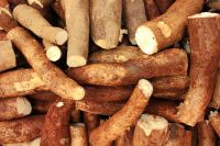 Harvest's Pride Cassava - Farm Fresh Excellence