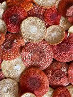 Mushrooms . Amanita Muscaria