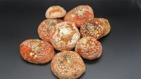 https://fr.tradekey.com/product_view/Amanita-Muscaria-10164755.html