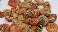 Amanita Muscaria Dried Caps (mushroom)