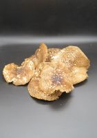 https://es.tradekey.com/product_view/Amanita-Pantherina-10147689.html