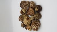 https://ar.tradekey.com/product_view/Amanita-Regalis-Amanita-Regalis-Caps-Amanita-Regalis-Dried-10165485.html