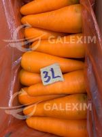 Vietnamese Fresh Carrots