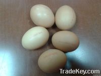 fresh chicken eggs