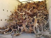 HIGH QUALITY RED DEER ANTLERS