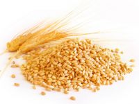 Grain Wheat and Wheat Derivates
