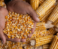 Grain Corn and Corn Derivates