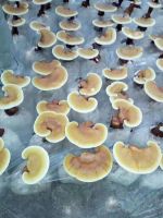 Ganoderma Lucidum Spore Powder,lingzhi (ruishi) Mushroom Spore