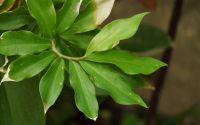 Dried Insulin Plant Leaves or Powder / Costus igneus