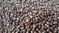 ROBUSTA COFFEE BEAN ROASTED FOR WHOLESALE EXPORT STANDARD