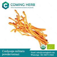 Cordyceps militaris extract, Cordyceps militaris powder, Organic Cordyceps militaris extract