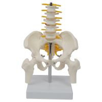 Human Skeleton Model Spine Lumbar Pelvic Model