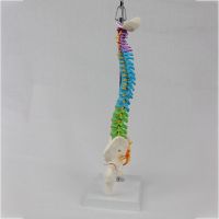 Medical Science Medical Student Training Teaching Use Human Spine Model