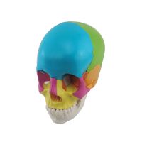 Medical Science Medical Student Training Teaching Use Colorful Skull
