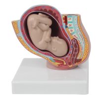 Small Pelvic Girdle 9 month Fetus model/Pelvic Model