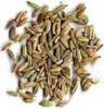 https://fr.tradekey.com/product_view/Best-Fennel-Seeds-10201983.html
