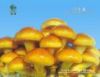 Best mushroom