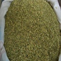 Quality fennel seeds