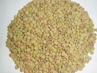 Best green lentils