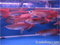 Best Super red arowana fishes for sale