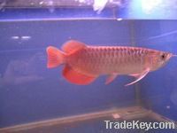 Quality Arowana Fishes